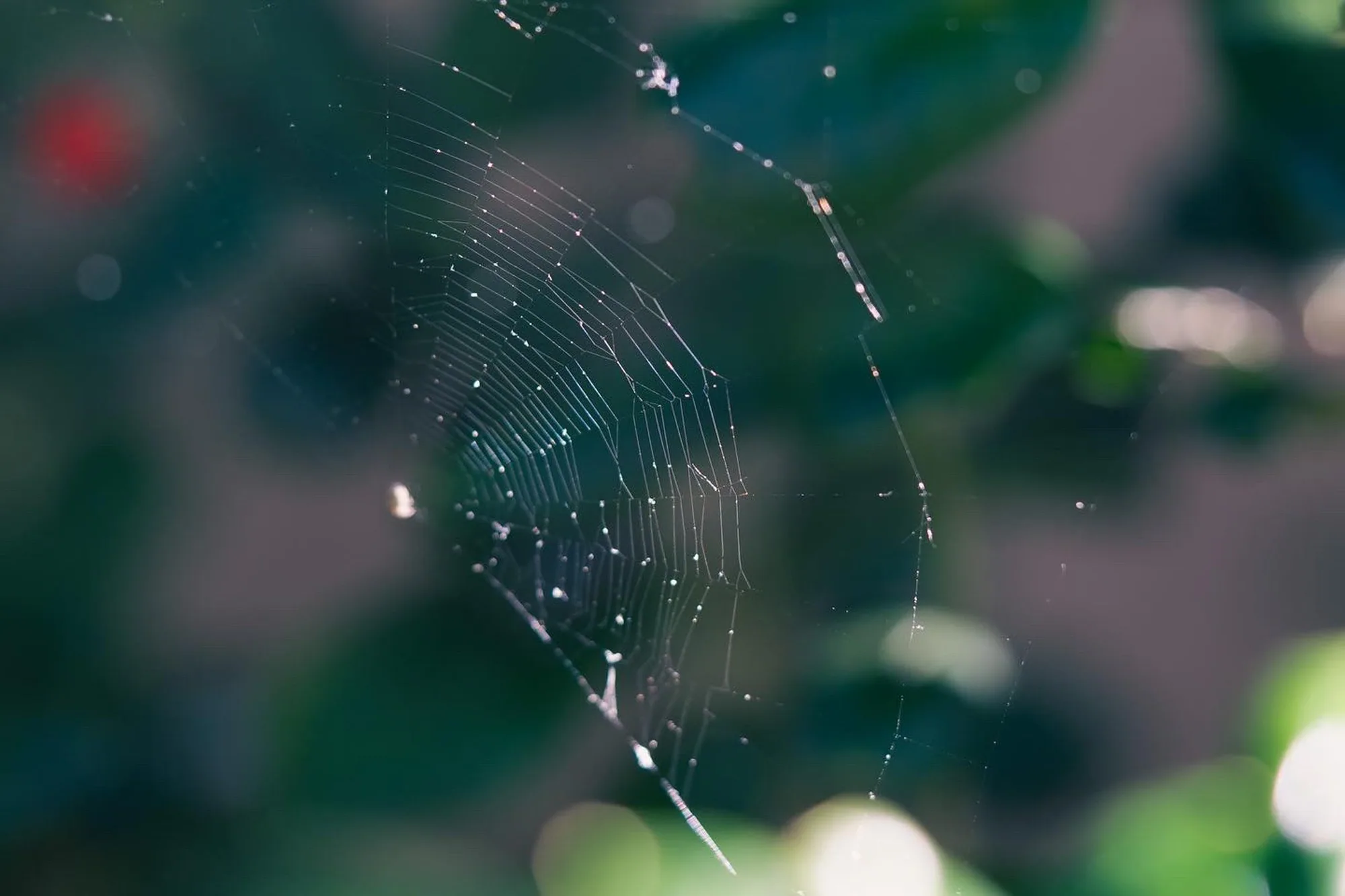 Photography by Ron Domingue — 132