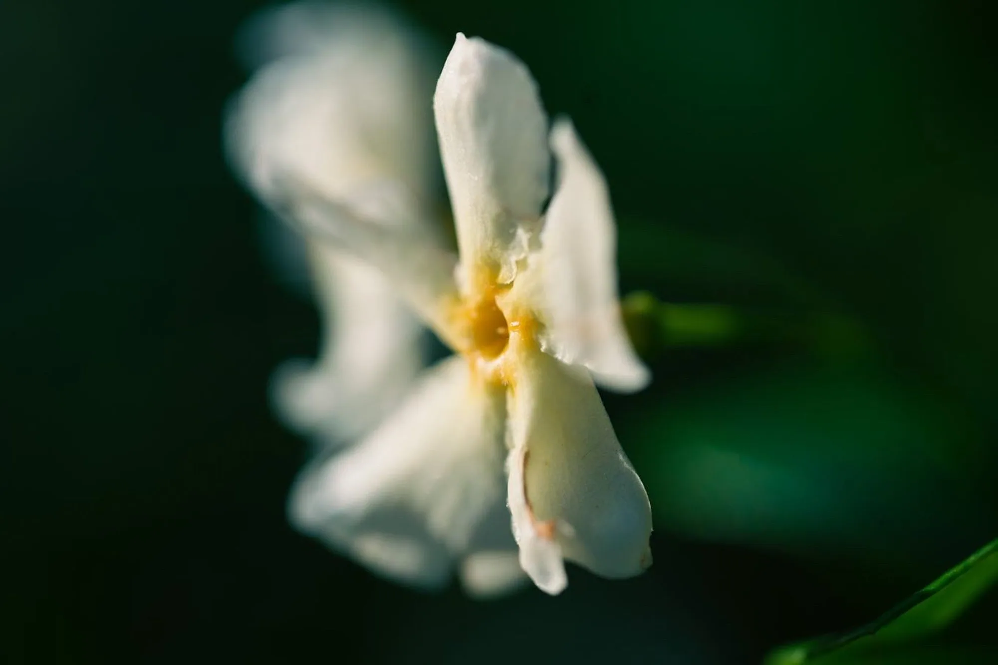 Photography by Ron Domingue — 162
