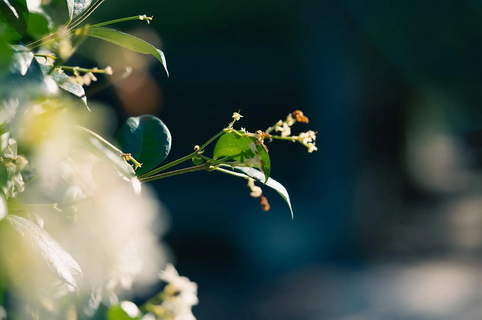 Photography by Ron Domingue — 136