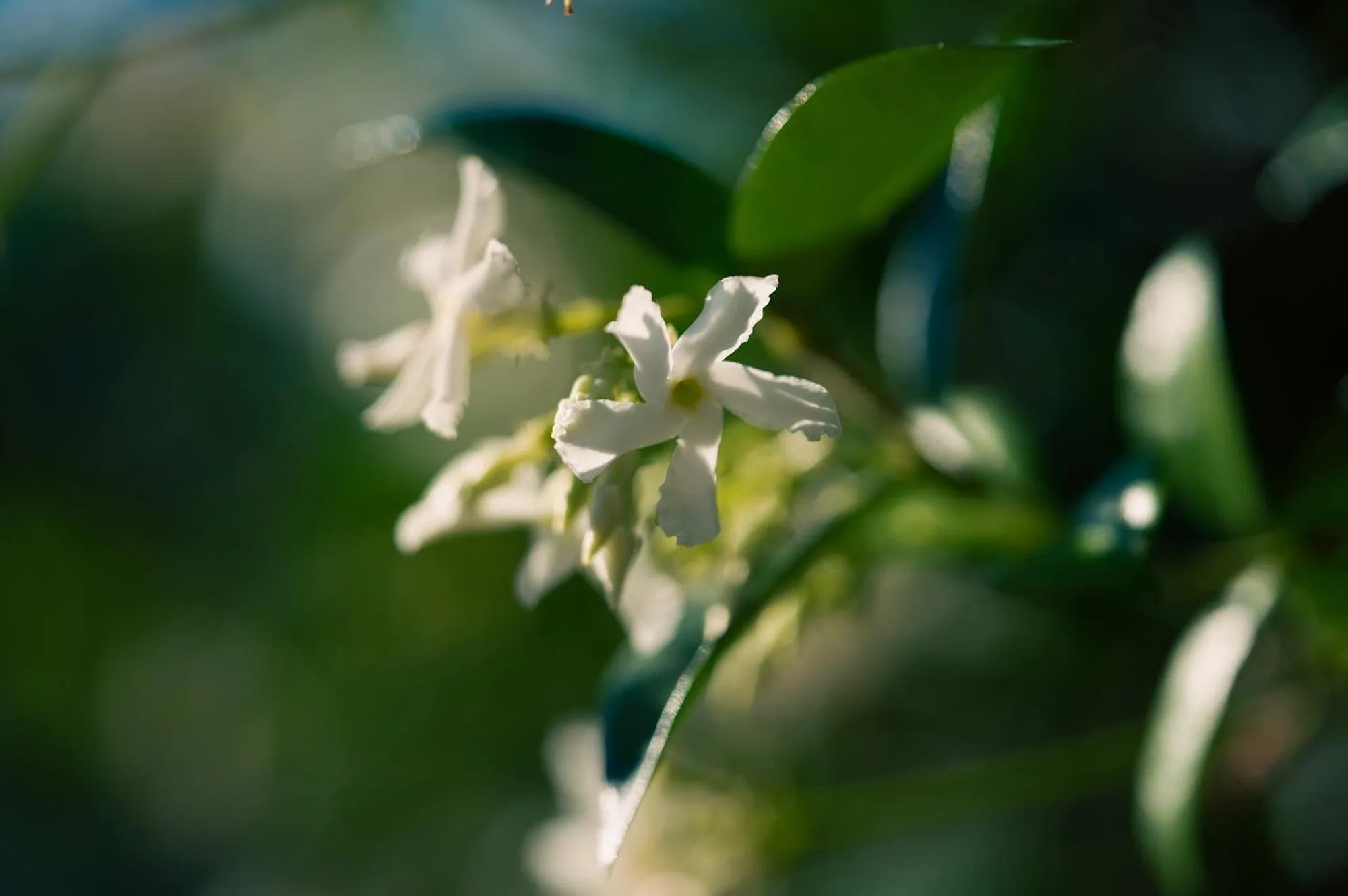 Photography by Ron Domingue — 152