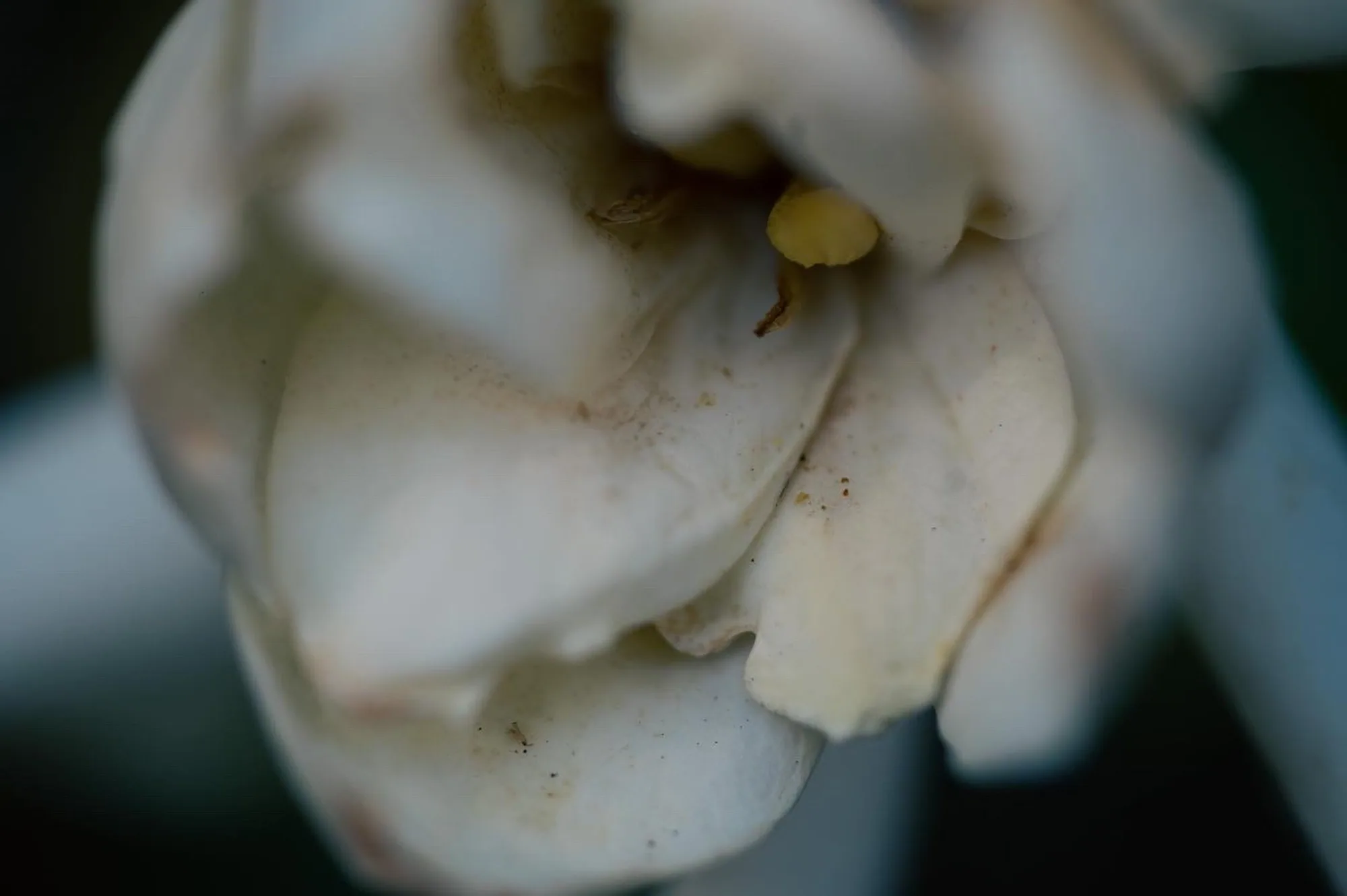 Photography by Ron Domingue — 118